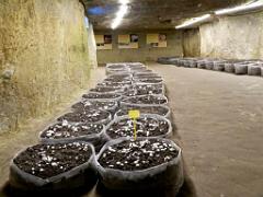 149 MUSEE DU CHAMPIGNON A  SAUMUR 2016 2_000017